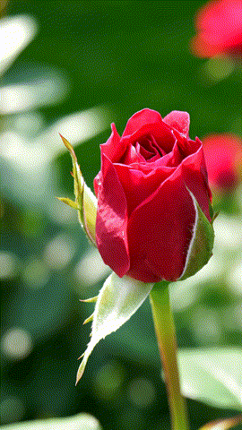 Crimson_petals_burst_202510100150