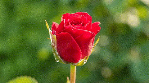 Crimson_petals_burst_202510100402